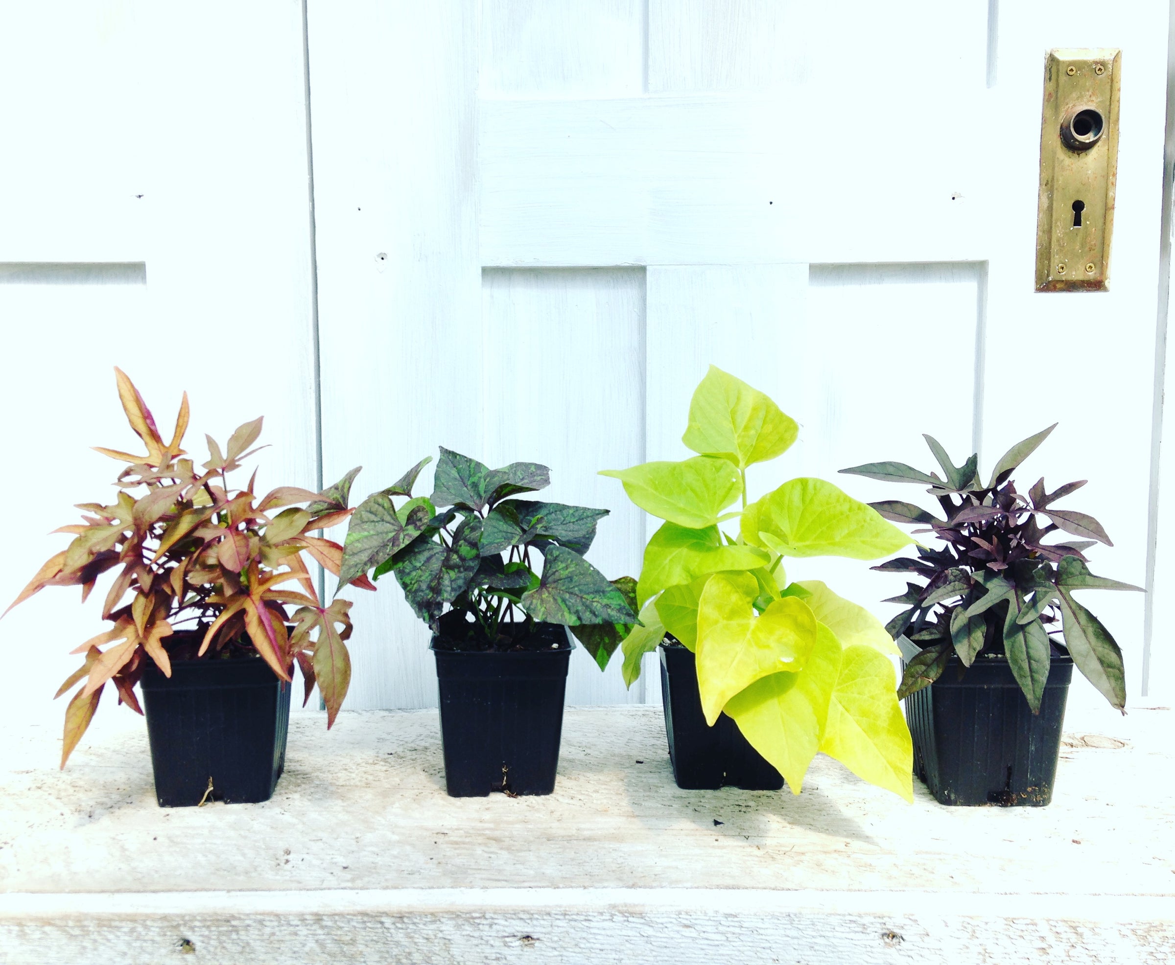 Trailing Vines | Debs Greenhouse Garden Centre